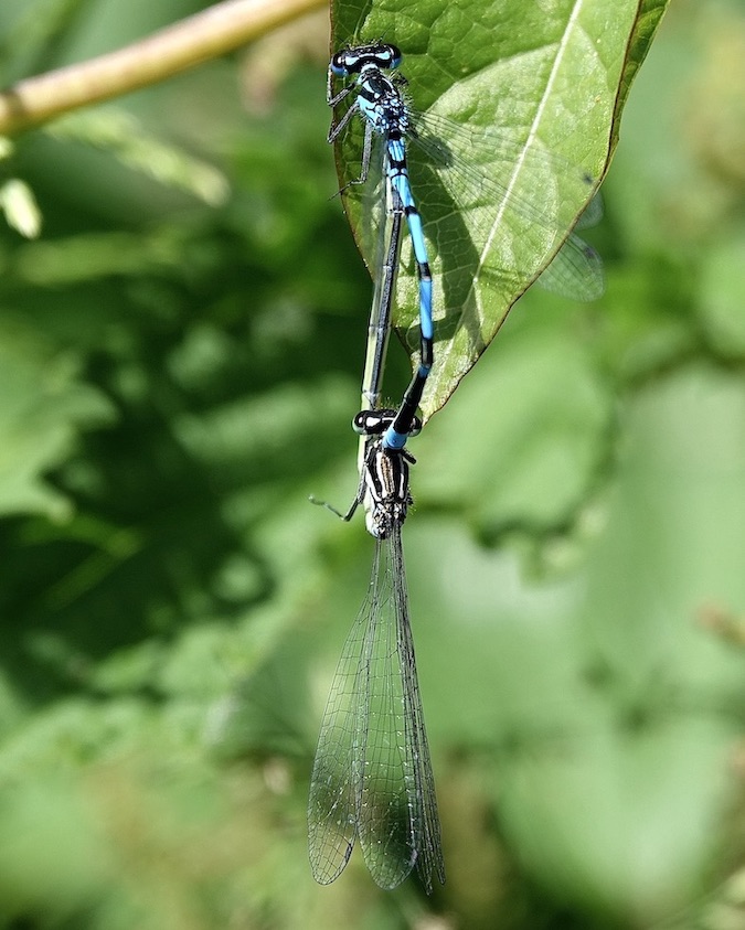 variable damselfly